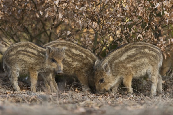 One is hiding... Wild boar (Sus scrofa), young wild boar, striped young boar, offspring of wild boar in deciduous forest, series animal children, funny picture, local nature, Sauerland, Bergisches Land, Germany, Western Europe