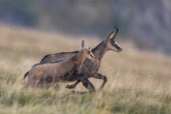 Chamois (Rupicapra rupicapra) mother with her youngster on a meadow in the Vosges Mountains, wildlife, France