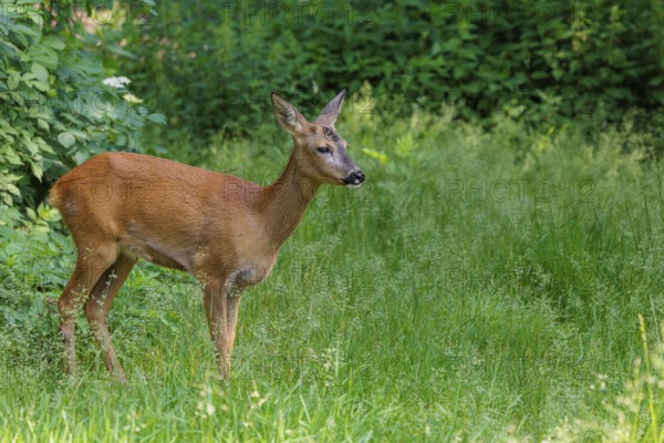 A female roe deer (Capreolus capreolus) stands in a green meadow. Bavaria, Germany