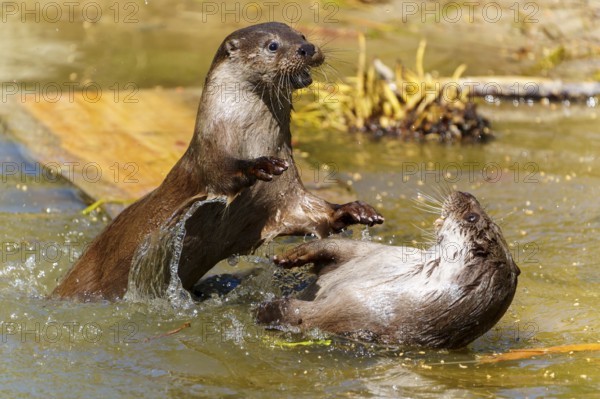 Two otters playing in the water, with dynamic movements and splashing interaction, European otter (Lutra lutra) Germany