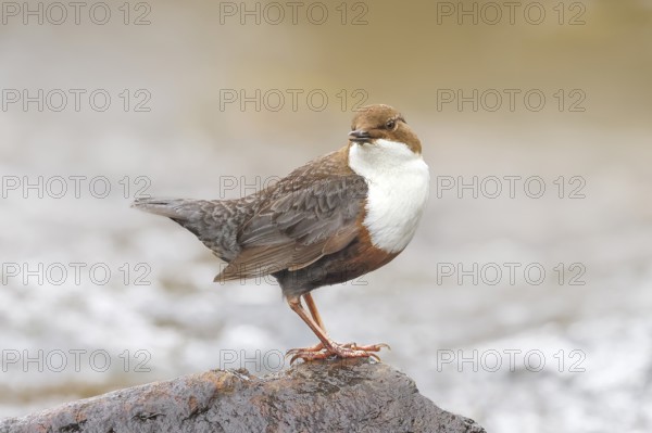 White-throated Dipper (Cinclus cinclus) on a mossy stone on the bank of a river, with caddis fly larvae in its beak, wildlife, nature photography, songbird, Siegerland, North Rhine-Westphalia, Germany