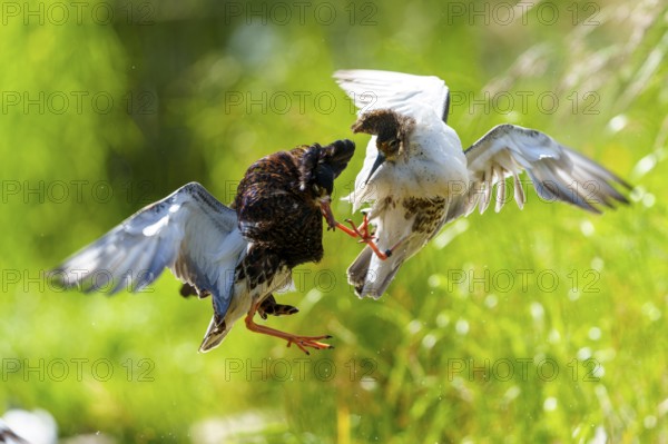 Ruff in the air during a heated wing fight in green surroundings, Ruff (Calidris pugnax, Syn.: Philomachus pugnax), courtship display, France