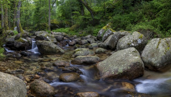 Stream, Parc Régional Naturel Corse, Corsica, France