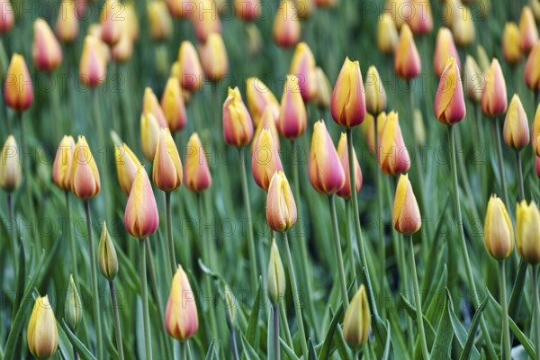 Tulipa polychroma (Tulipa), colourful tulip bed, Keukenhof gardens, Lisse, Bollenstreek, South Holland, Netherlands