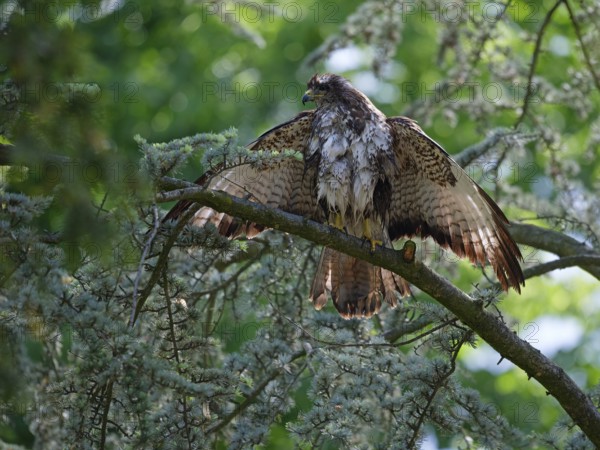 Buzzard dries feathers on branch