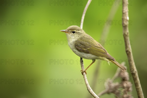 Ijimalaubsänger (Phylloscopus ijimae) perched on a branch, Miyakejima, Japan
