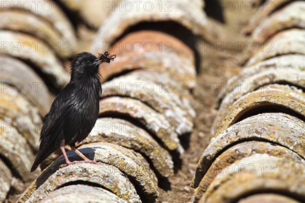 Spotless Starling (Sturnus unicolor) with insects in its beak, Castile-La Mancha, Spain