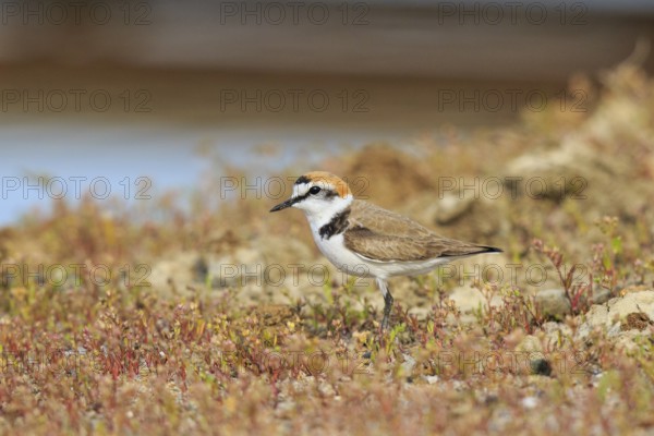 Kentish Plover (Charadrius alexandrinus) male, Greece