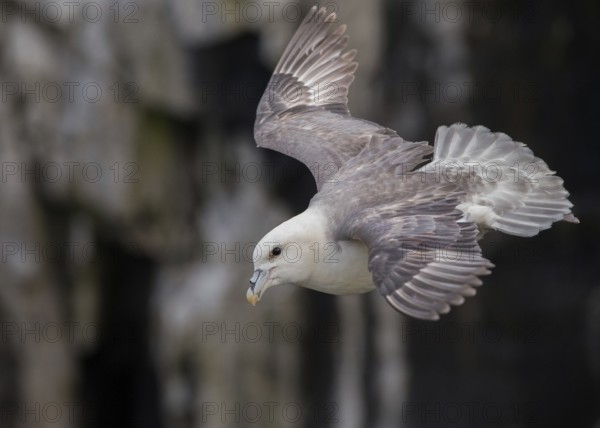 Northern Fulmar (Fulmarus glacialis) flying, Scotland, United Kingdom