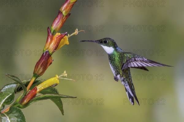 White-throated Hummingbird (Leucochloris albicollis) flying and feeding at a flower in the Atlantic rainforest of southeast Brazil