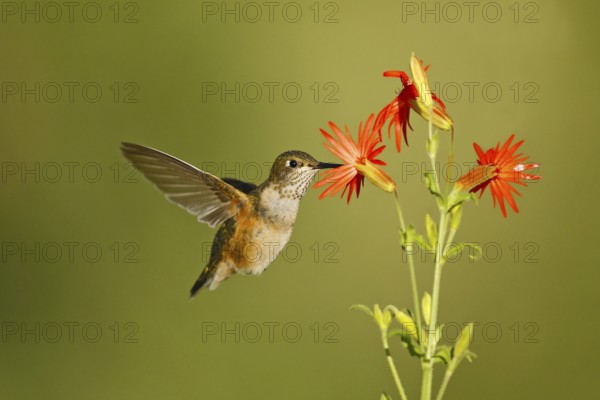 Rufous Hummingbird Selasphorus rufus Portal, Chiricahua Mountains, Arizona, United States 26 August Immature Trochilidae