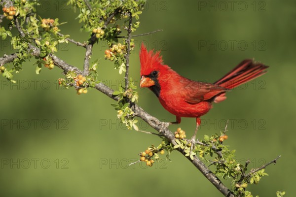 Northern Cardinal Cardinalis cardinalis Amado, Santa Cruz County, Arizona, United States 15 May Adult Male perched on Skunkbush. Cardinalidae