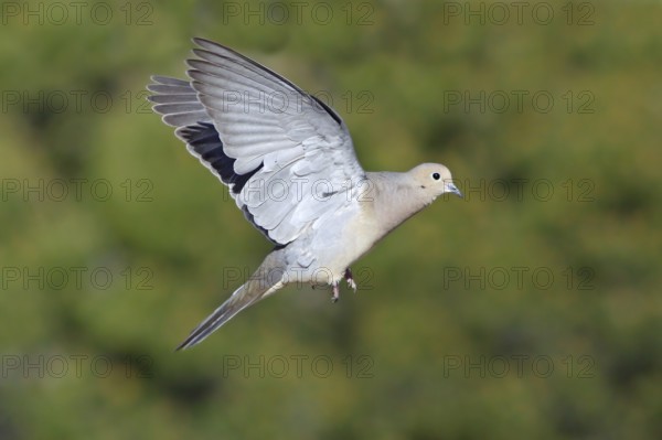 Mourning Dove Zenaida macoura Tucson, ARIZONA, United States 28 March Adult in flight. Columbidae