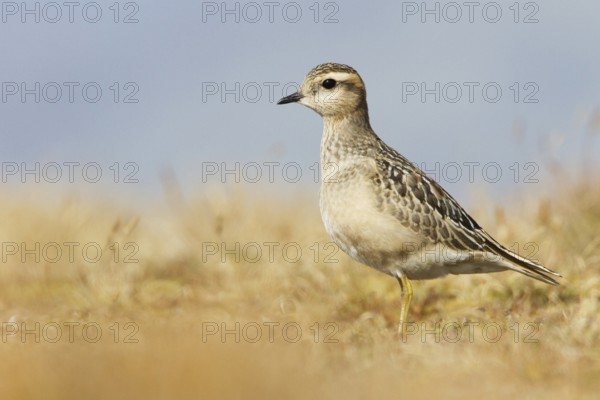 Eurasian Dotterel (Charadrius morinellus) juvenile, Grisons, Switzerland