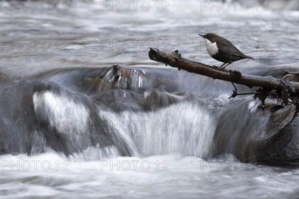 White-throated Dipper (Cinclus cinclus), Mecklenburg-Western Pomerania, Germany