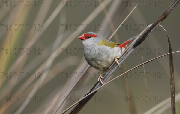 Red-browed Finch (Neochmia temporalis), Australia