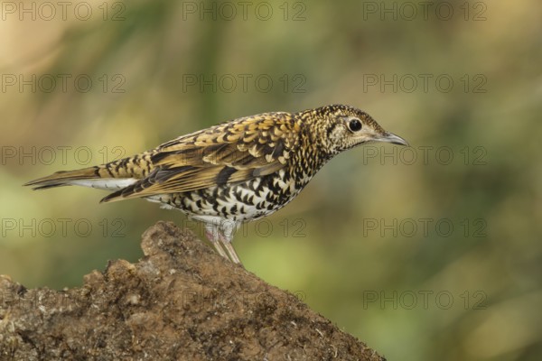 Scaly Thrush (Zoothera dauma) female, Doi Ang Khang, Thailand