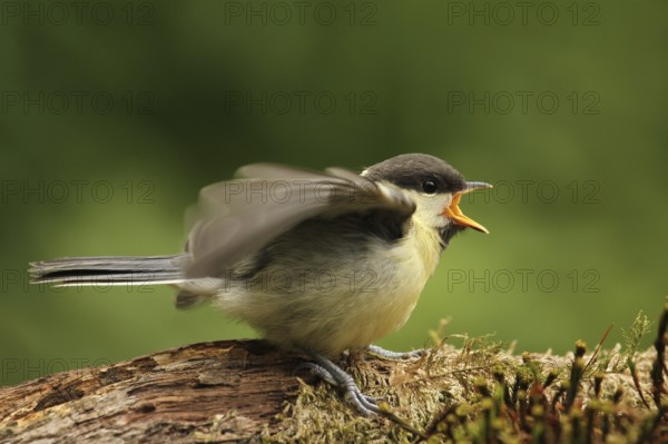 Great Tit (Parus major) juvenile, Lower Saxony, Germany