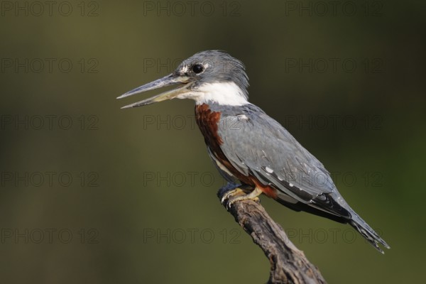 Ringed Kingfisher (Megaceryle torquata), Pantanal, Brazil