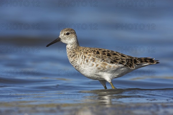 Ruff (Calidris pugnax), Lesvos, Greece
