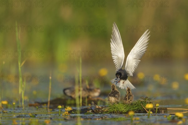 Black Tern (Chlidonias niger) feeding of juvenile, Netherlands