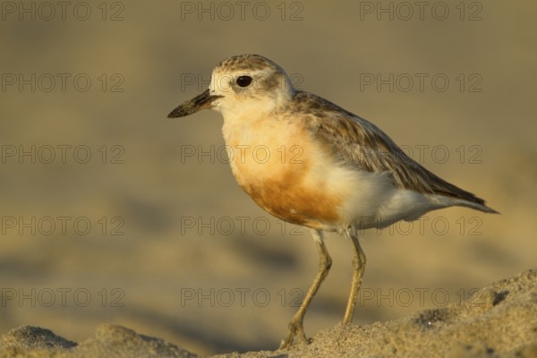 New Zealand Plover (Charadrius obscurus), Northland, North Island, New Zealand