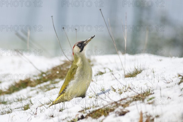 Weibchen Adult