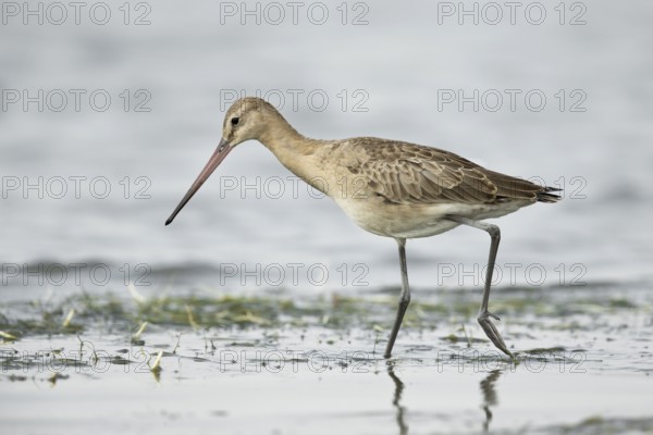 Black-tailed Godwit (Limosa limosa melanuroides) juvenile foraging at shoreline, Dornod-Aimag, Mongolia