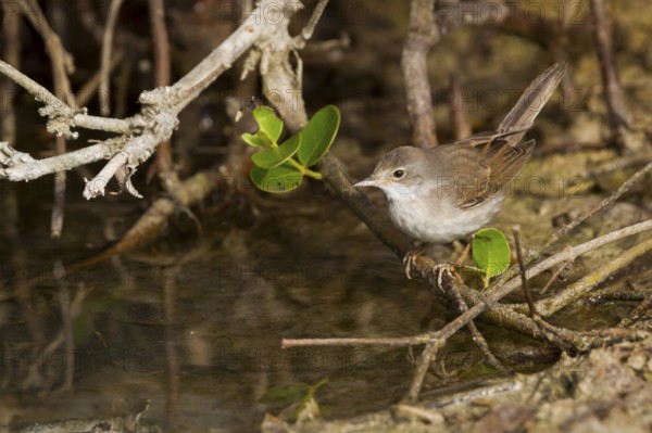 Common Whitethroat - Dorngrasmücke - Sylvia communis ssp. rubicola, Oman, adult female