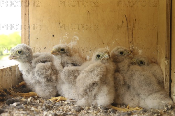Common Kestrel (Falco tinnunculus) chick, Lower Saxony, Germany