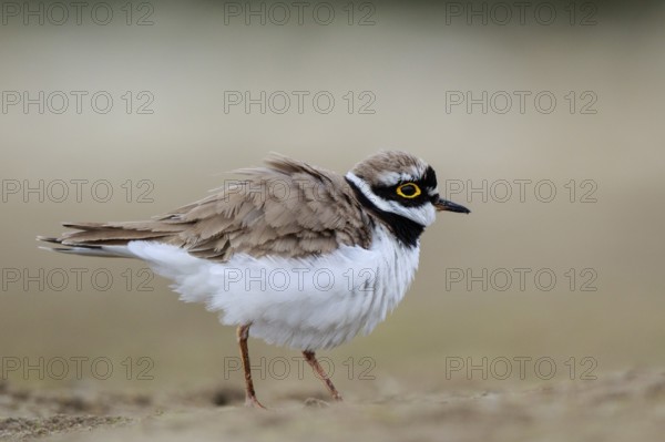 Little Ringed Plover (Charadrius dubius) male, North Rhine-Westphalia, Germany