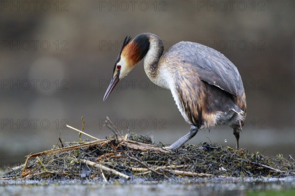 Great Crested Grebe (Podiceps cristatus) on nest, North Rhine-Westphalia, Germany