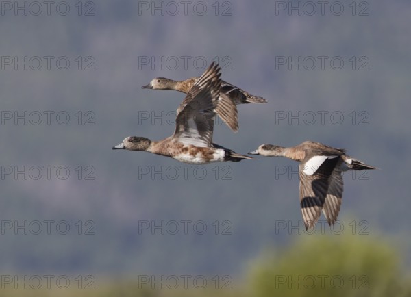 American Wigeon (Mareca americana) male flying, Montana, USA