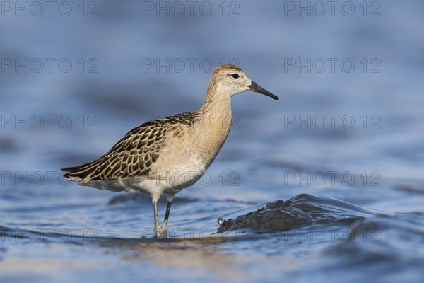 Ruff (Calidris pugnax), Eilat, Israel
