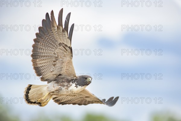 White-tailed Hawk (Geranoaetus albicaudatus) flying, Texas, USA