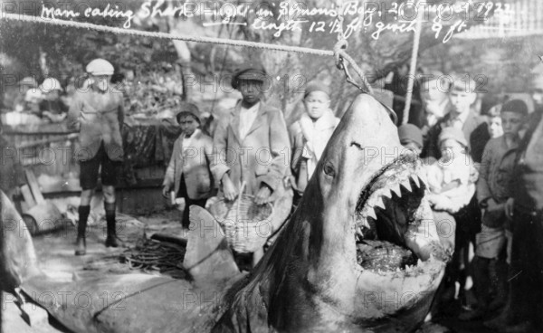 Great white shark (Carcharodon carcharias) about 4 metres long, caption: Man-eating shark, young people and children marvelling at the shark, caught on 26 August 1922 in Simons Bay, South Africa