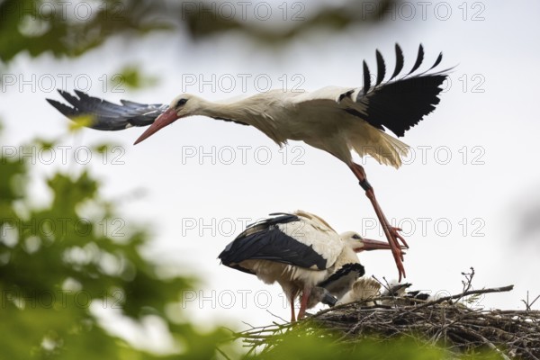 White stork (Ciconia ciconia) flies from the nest, pair with young birds in the nest, birds, Affenberg Salem, Linzgau, Baden-Württemberg, Germany