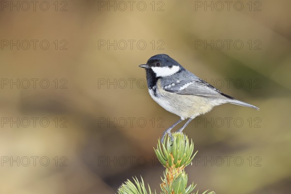 Fir tit (Parus ater), sitting on the top of a young spruce, European spruce (Picea abies), Wilnsdorf, North Rhine-Westphalia, Germany