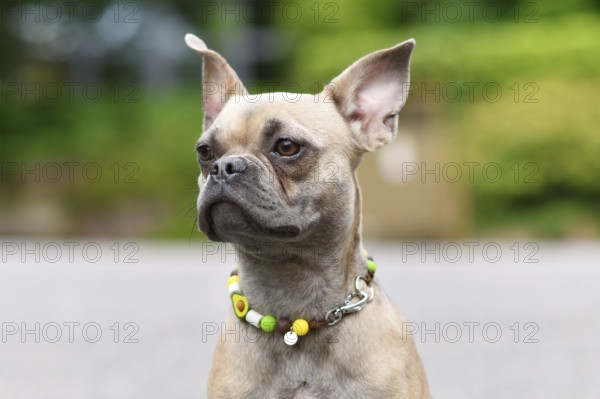 Portrait of French Bulldog with long healthy nose wearing EM ceramics anti-thick necklace