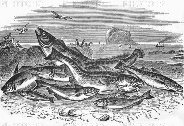 A fishing trip from English fishing grounds, around 1870, England, digital reproduction of a historical model