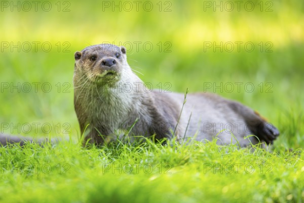 Eurasian otter (Lutra lutra) on a meadow, Hesse, Germany