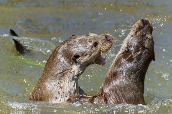 Two otters in intensive playful interaction in the water, European otter (Lutra lutra) Germany