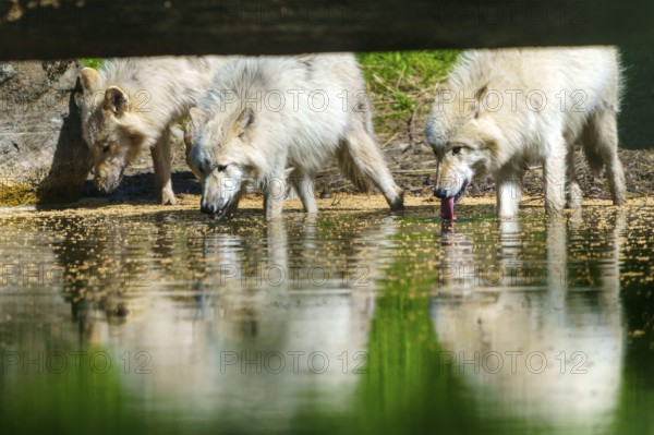 Several wolves drinking at a calm body of water and reflecting in the water, Arctic wolf, (Canis lupus arctos), Germany