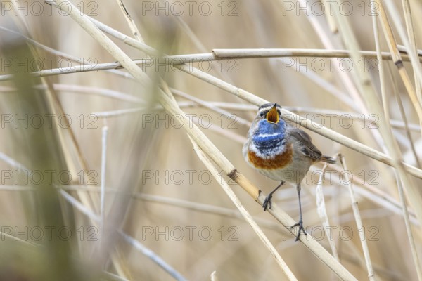 Bluethroat (Luscinia svecica cyanecula) ml Germany