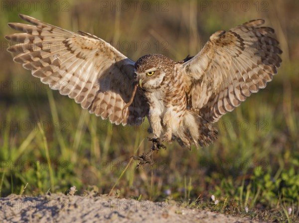 Burrowing Owl (Athene cunicularia) flying with a worm in its beak, Florida, USA