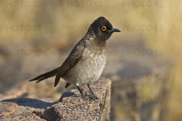 African Red-eyed Bulbul (Pycnonotus nigricans) perched on a rock, Etosha, Namibia