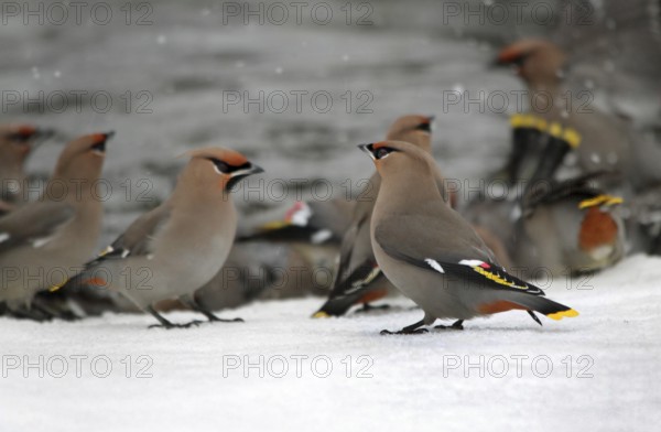 Bohemian Waxwing (Bombycilla garrulus) bathing, Saskatchewan, Canada