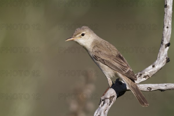 Eastern Olivaceous Warbler (Iduna pallida), Cyprus