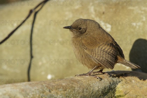 Cobb's Wren (Troglodytes cobbi) on a rocky beach in the Falkland Islands