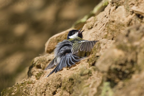 Great Tit (Parus major) sunbathing, Hesse, Germany